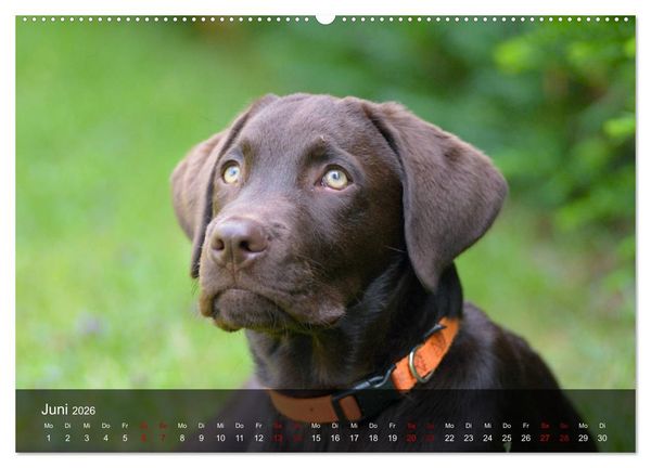 Produktbild: Labrador Retriever Welpen (Wandkalender 2026 DIN A2 quer), CALVENDO Monatskalender