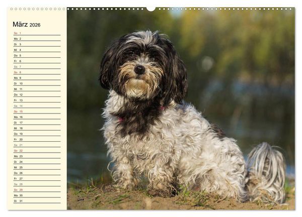 Produktbild: Havaneser - Herz auf 4 Pfoten (Wandkalender 2026 DIN A2 quer), CALVENDO Monatskalender