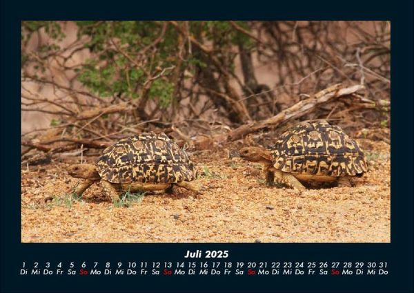 Produktbild: Schildkr&ouml;tenzauber 2025 Fotokalender DIN A4