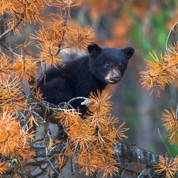 Produktbild: Bears 2027