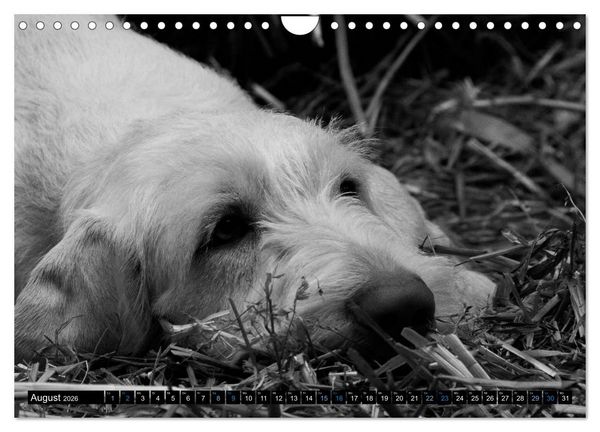 Produktbild: Carissimo Spinone Italiano (Wandkalender 2026 DIN A4 quer), CALVENDO Monatskalender