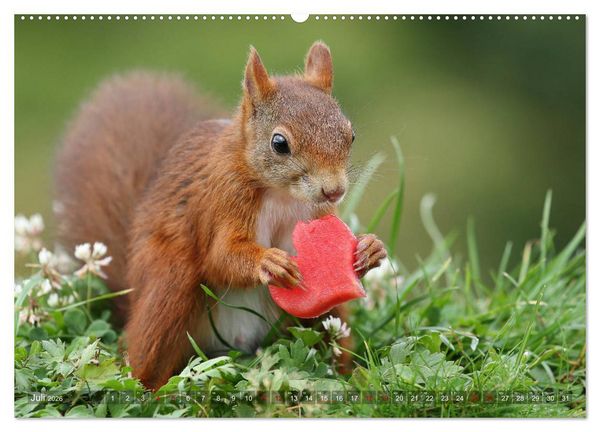 Produktbild: Eichh&ouml;rnchen Luna und ihre Kinder (Wandkalender 2026 DIN A2 quer), CALVENDO Monatskalender