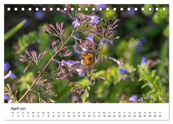 Produktbild: Bunter Nektarrausch - Nektarsammler in leuchtenden Farben (Tischkalender 2027 DIN A5 quer), CALVENDO Monatskalender
