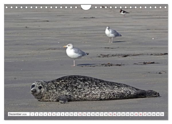 Produktbild: Helgoland - Hochseeinsel in der Nordsee (Wandkalender 2026 DIN A4 quer), CALVENDO Monatskalender