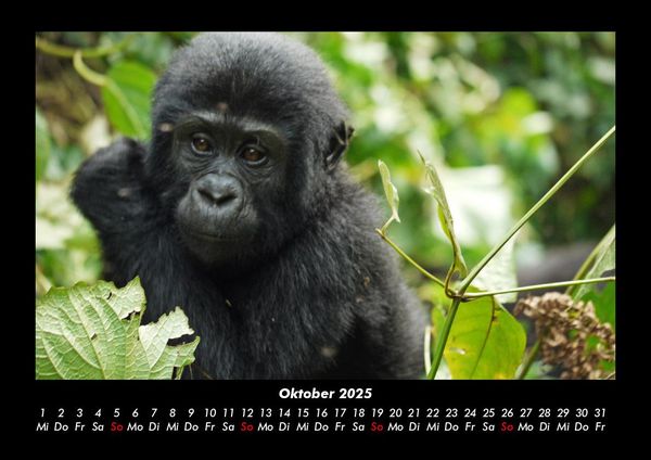 Produktbild: Welt der Affen 2025 Fotokalender DIN A3