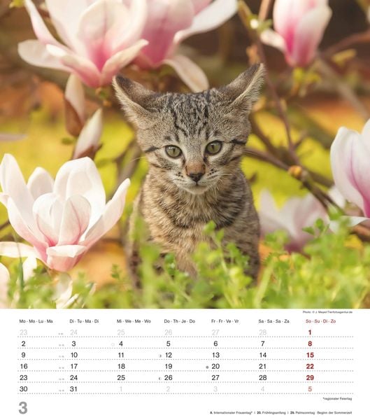 Produktbild: Niedliche Katzenkinder 2026 - Wand-Kalender - Tier-Kalender - 30x34