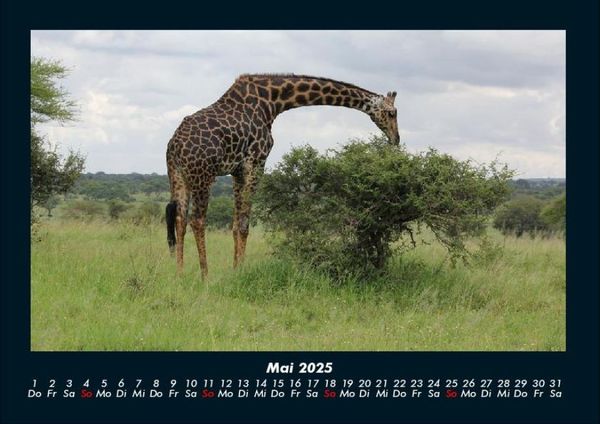 Produktbild: Giraffen 2025 Fotokalender DIN A4