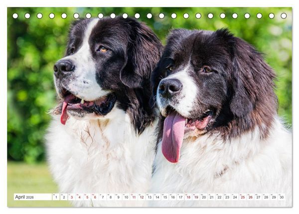 Produktbild: Unsere Freunde auf vier Pfoten - Hunde (Tischkalender 2026 DIN A5 quer), CALVENDO Monatskalender