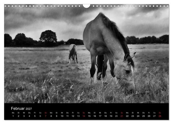 Produktbild: Pferde 2027 Wild Thing (Wandkalender 2027 DIN A3 quer), CALVENDO Monatskalender