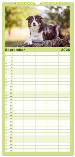 Produktbild: Familienplaner 2026 - Border Collies 2026 mit 5 Spalten (Wandkalender, 21 x 45 cm) CALVENDO