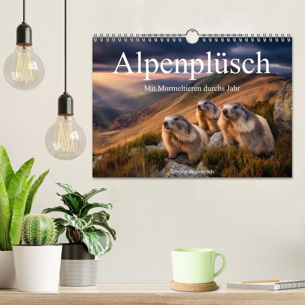 Produktbild: Alpenpl&uuml;sch - Mit Murmeltieren durchs Jahr (Wandkalender 2026 DIN A4 quer), CALVENDO Monatskalender