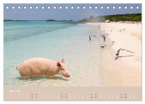 Produktbild: Schwimmende Schweine auf den Bahamas! (Tischkalender 2026 DIN A5 quer), CALVENDO Monatskalender