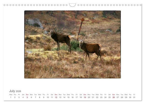 Produktbild: Wild Deer In The Highlands (Wall Calendar 2026 DIN A3 landscape), CALVENDO 12 Month Wall Calendar