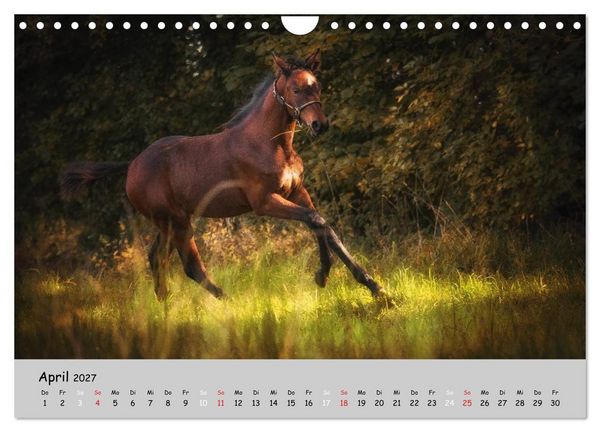 Produktbild: Pferde - Anmut und St&auml;rke gepaart mit Magie (Wandkalender 2027 DIN A4 quer), CALVENDO Monatskalender