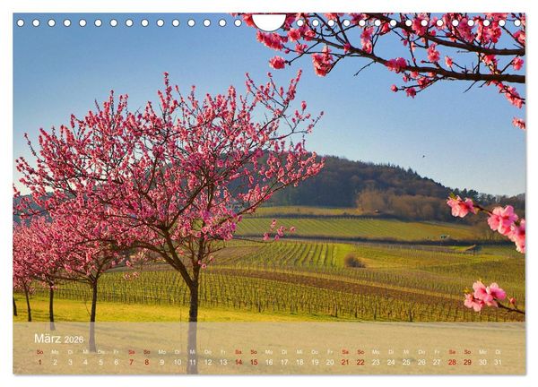 Produktbild: Wanderparadies S&uuml;dpfalz (Wandkalender 2026 DIN A4 quer), CALVENDO Monatskalender