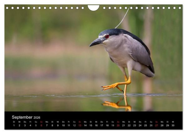 Produktbild: Reiher - Der Tanz auf dem Wasser (Wandkalender 2026 DIN A4 quer), CALVENDO Monatskalender