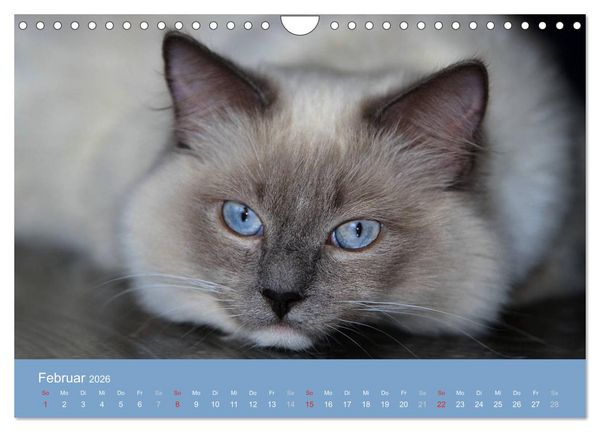 Produktbild: Engel auf 4 Pfoten - Ragdolls 2026 (Wandkalender 2026 DIN A4 quer), CALVENDO Monatskalender