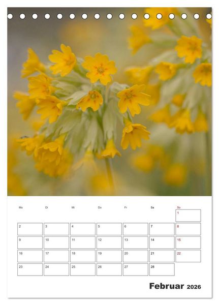 Produktbild: Farbiger Bl&uuml;tentraum (Tischkalender 2026 DIN A5 hoch), CALVENDO Monatskalender