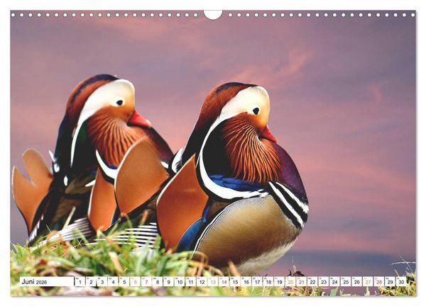Produktbild: Mandarinenten, ein Farbtupfer auf allen Gew&auml;ssern. (Wandkalender 2026 DIN A3 quer), CALVENDO Monatskalender