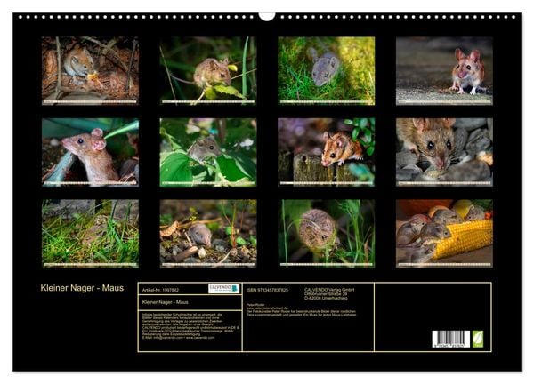 Produktbild: Kleiner Nager - Maus (Wandkalender 2026 DIN A2 quer), CALVENDO Monatskalender