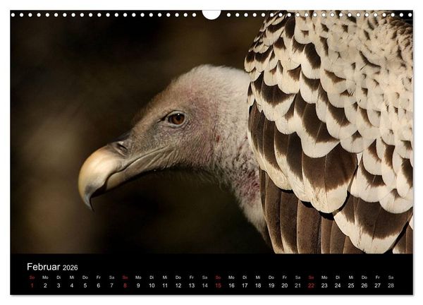 Produktbild: Greifv&ouml;gel (Wandkalender 2026 DIN A3 quer), CALVENDO Monatskalender