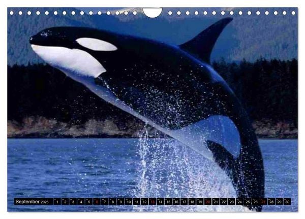 Produktbild: Wale - Kolosse der Meere (Wandkalender 2026 DIN A4 quer), CALVENDO Monatskalender