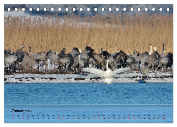 Produktbild: Faszination Zugv&ouml;gel - Rekorde in der Vogelwelt (Tischkalender 2026 DIN A5 quer), CALVENDO Monatskalender