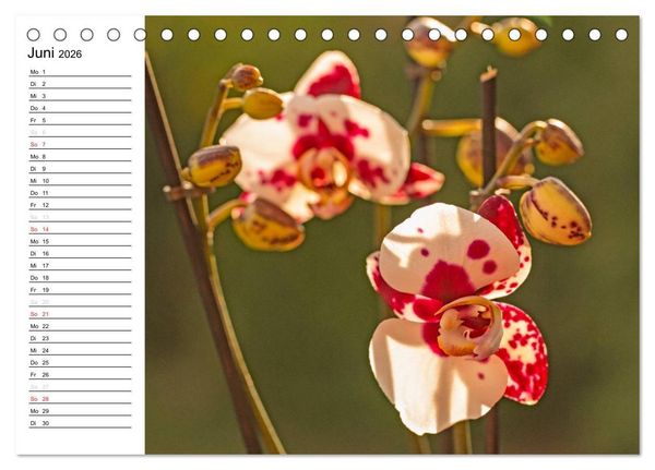 Produktbild: Bl&uuml;tenzauber Orchideen (Tischkalender 2026 DIN A5 quer), CALVENDO Monatskalender