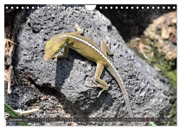 Produktbild: Wilde Fauna - Reptilien (Wandkalender 2026 DIN A4 quer), CALVENDO Monatskalender
