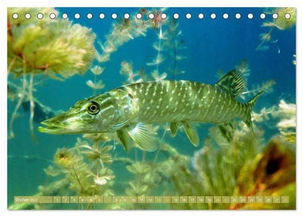 Produktbild: Poissons : d'&eacute;tangs et des rivi&egrave;res (Calendrier de bureau 2027 DIN A5 vertical), CALVENDO calendrier mensuel