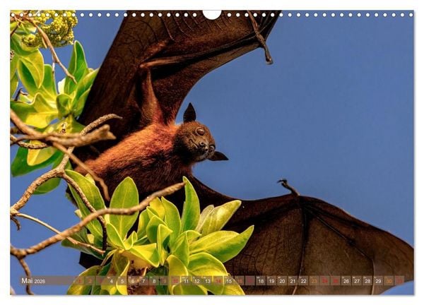 Produktbild: Malerische Malediven (Wandkalender 2026 DIN A3 quer), CALVENDO Monatskalender