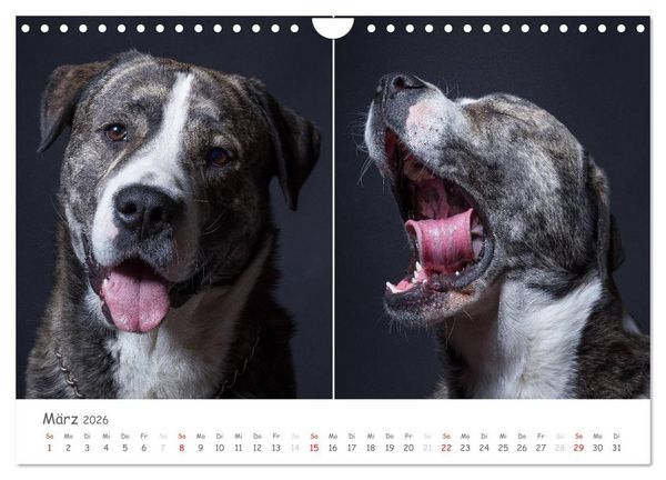 Produktbild: charakterstarke Hunde, wundersch&ouml;ne Hundeportraits (Wandkalender 2026 DIN A4 quer), CALVENDO Monatskalender