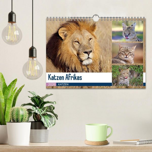 Produktbild: Katzen Afrikas (Wandkalender 2026 DIN A4 quer), CALVENDO Monatskalender