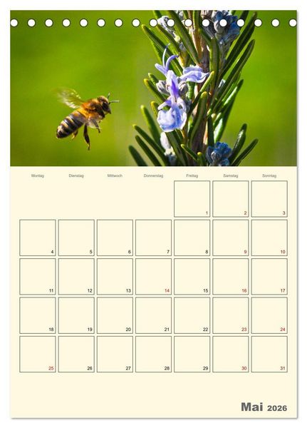 Produktbild: Bienen im Naturgarten (Tischkalender 2026 DIN A5 hoch), CALVENDO Monatskalender