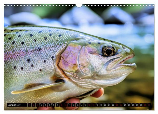 Produktbild: Forellen im Fluss (Wandkalender 2027 DIN A3 quer), CALVENDO Monatskalender