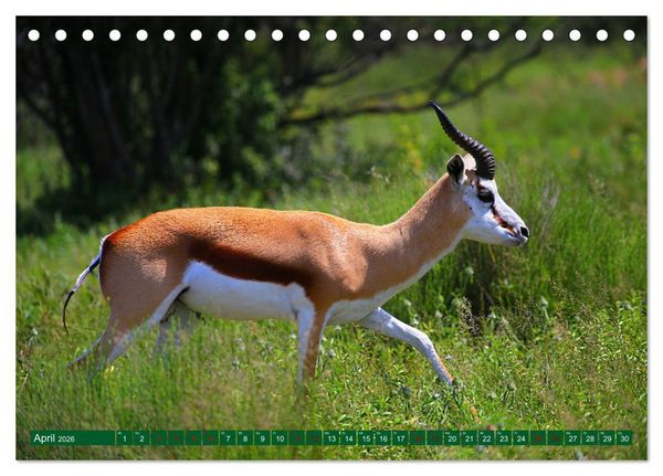 Produktbild: Botswana- Pirschfahrt mit Garantie auf Wildlife (Tischkalender 2026 DIN A5 quer), CALVENDO Monatskalender