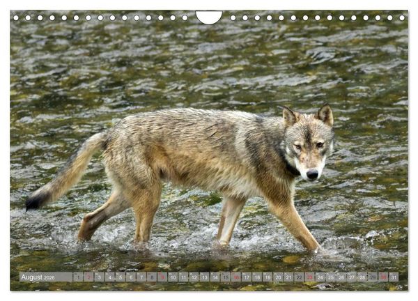 Produktbild: B&auml;r, Wolf und Co - Tiere Nordamerikas (Wandkalender 2026 DIN A4 quer), CALVENDO Monatskalender