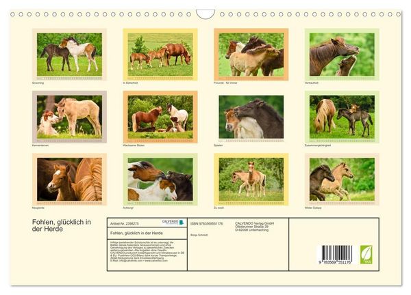 Produktbild: Fohlen, gl&uuml;cklich in der Herde (Wandkalender 2027 DIN A3 quer), CALVENDO Monatskalender