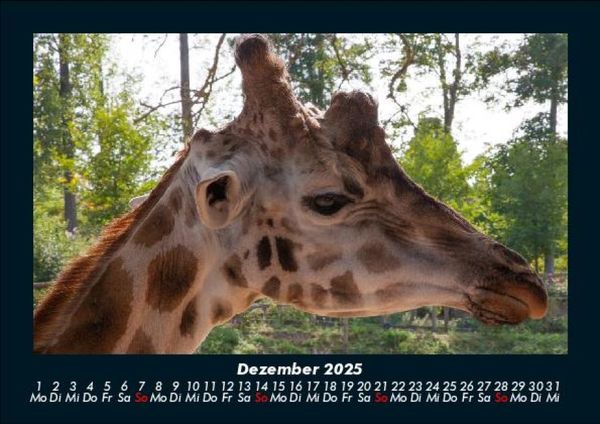 Produktbild: Giraffen 2025 Fotokalender DIN A5