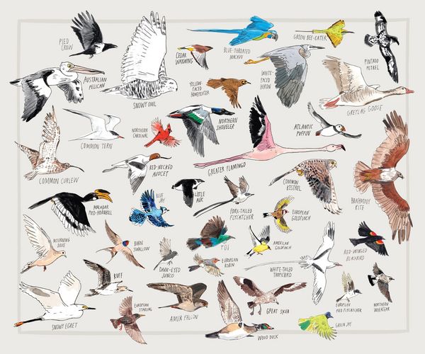 Produktbild: Bird Anatomy Posters