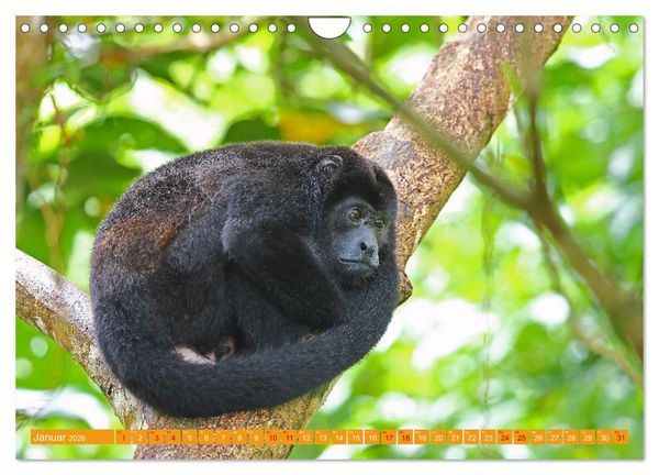 Produktbild: Wildes Costa Rica (Wandkalender 2026 DIN A4 quer), CALVENDO Monatskalender
