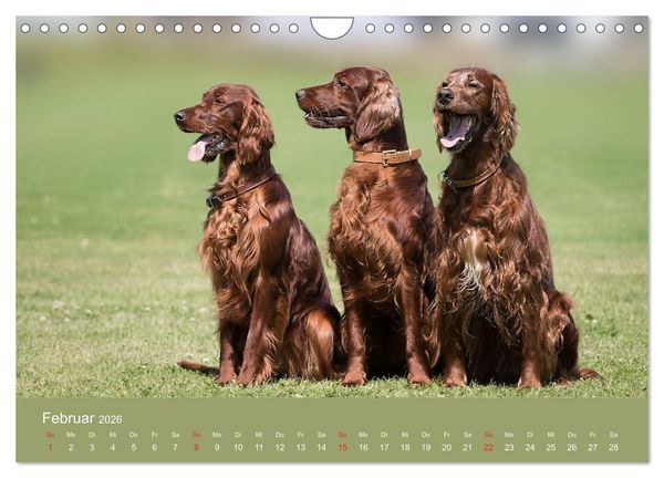 Produktbild: Setter - Geliebter Freund und Jagdkamerad (Wandkalender 2026 DIN A4 quer), CALVENDO Monatskalender