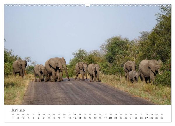 Produktbild: Afrika - Tiere im Kr&uuml;ger Nationalpark (Wandkalender 2026 DIN A2 quer), CALVENDO Monatskalender