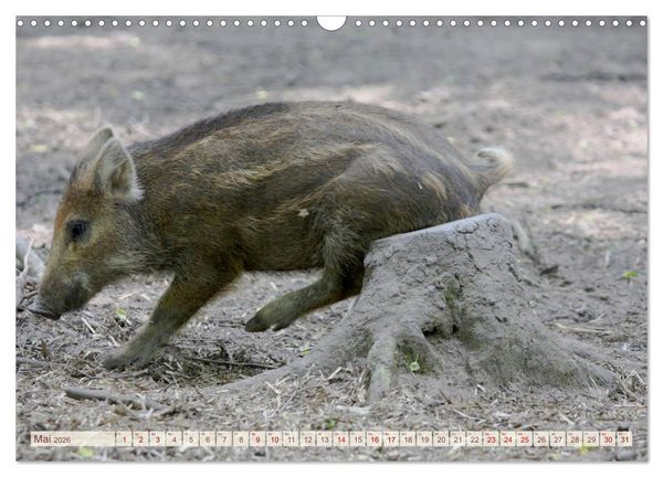 Produktbild: Tierische Schweinerei (Wandkalender 2026 DIN A3 quer), CALVENDO Monatskalender