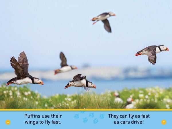 Produktbild: Puffins (National Geographic Kids Readers, Pre-Reader)