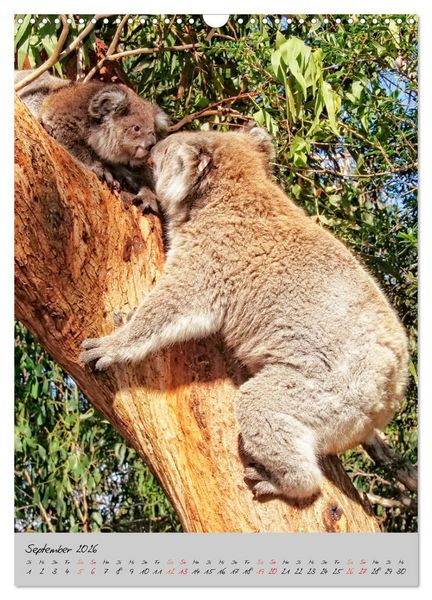 Produktbild: Koala, kleiner B&auml;r (Wandkalender 2026 DIN A3 hoch), CALVENDO Monatskalender