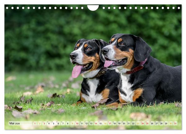 Produktbild: Entlebucher - Temperamentvolle Schweizer Sennenhunde (Wandkalender 2026 DIN A4 quer), CALVENDO Monatskalender