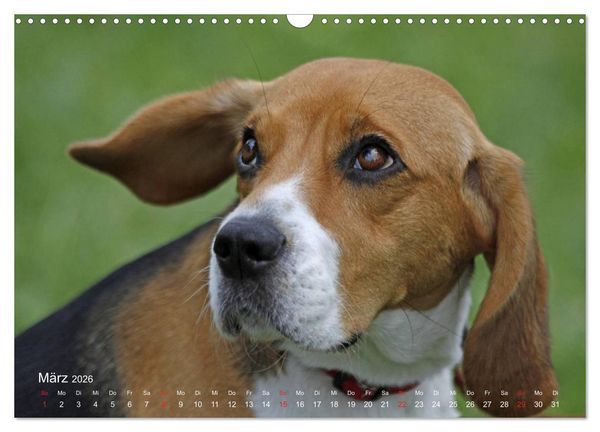 Produktbild: Beagle (Wandkalender 2026 DIN A3 quer), CALVENDO Monatskalender