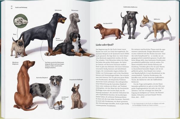 Produktbild: Wie der Hund zu uns kam