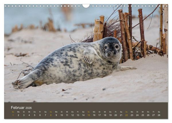 Produktbild: Robben auf der Helgol&auml;nder D&uuml;ne (Wandkalender 2026 DIN A3 quer), CALVENDO Monatskalender